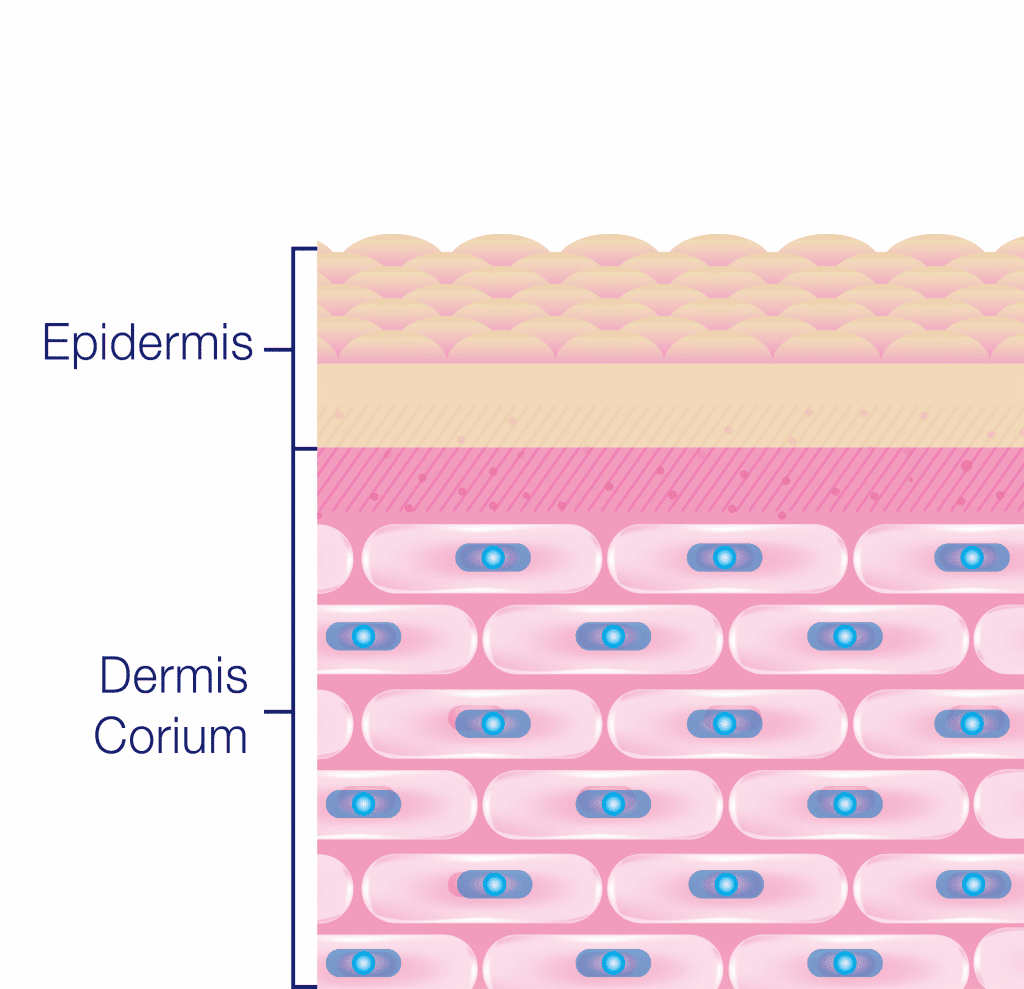 structure of the skin